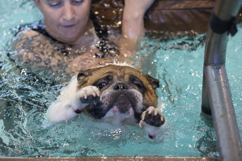 English Bulldog Training To Swim In The Pool