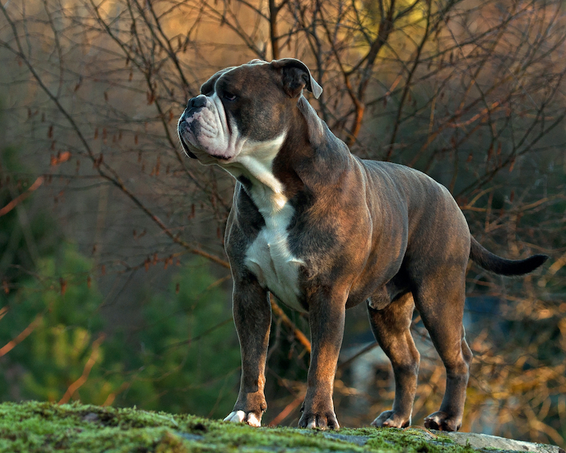 Brazilian Bulldog (Buldogue Campeiro)