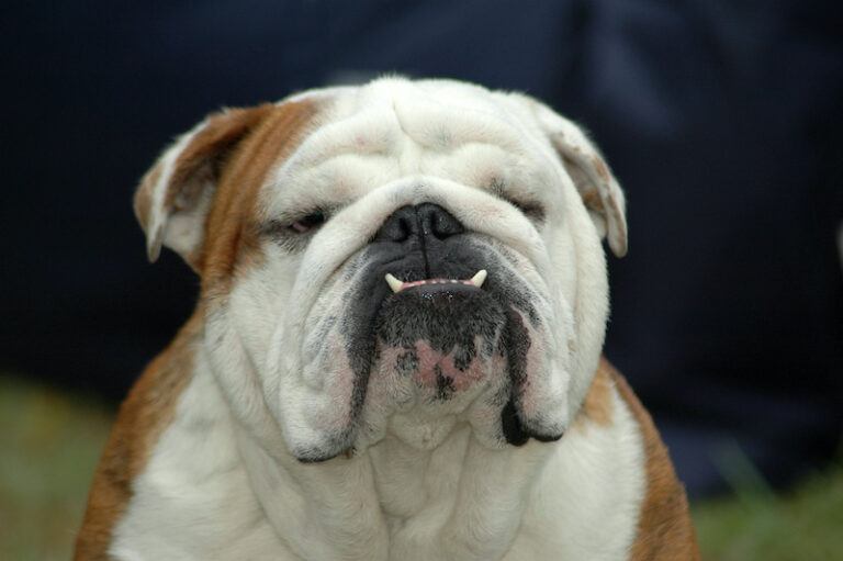 Best How Long Does A English Bulldog Live of the decade Check it out now 