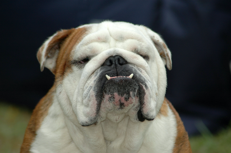 How Long Do English Bulldogs Live? Increase Your Bulldog’s