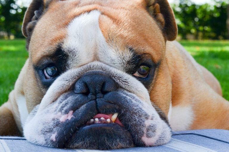 How Often Should You Bathe English Bulldogs? Best Grooming Tips ...
