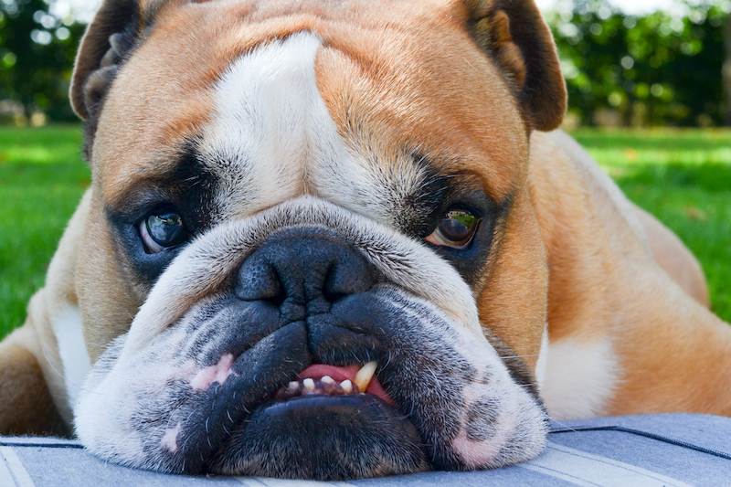 How Often Should You Bathe English Bulldogs? Best Grooming