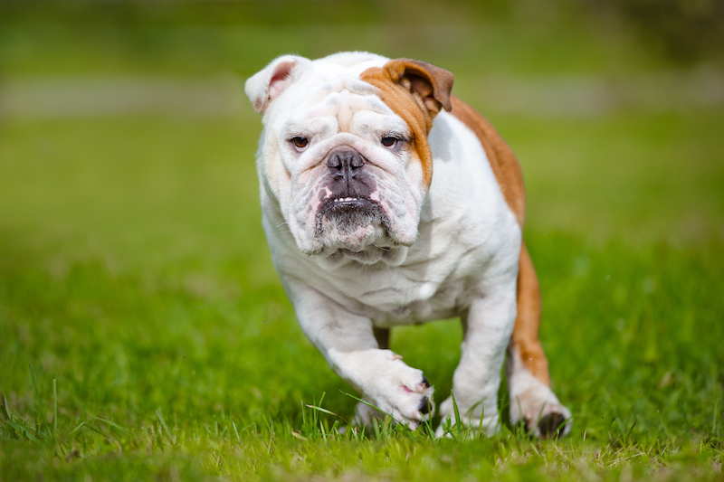 Can English Bulldogs Run Long Distances? Prepare To Train Them Properly